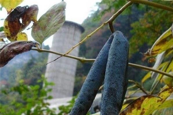 这种瓜长在深山之中，味甜如蜜，富含果胶、蛋白质！你认识吗？