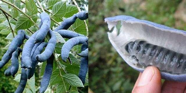 这种瓜长在深山之中，味甜如蜜，富含果胶、蛋白质！你认识吗？