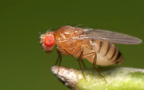 小虫大害,樱桃果蝇愈发猖獗,如何才能防住呢