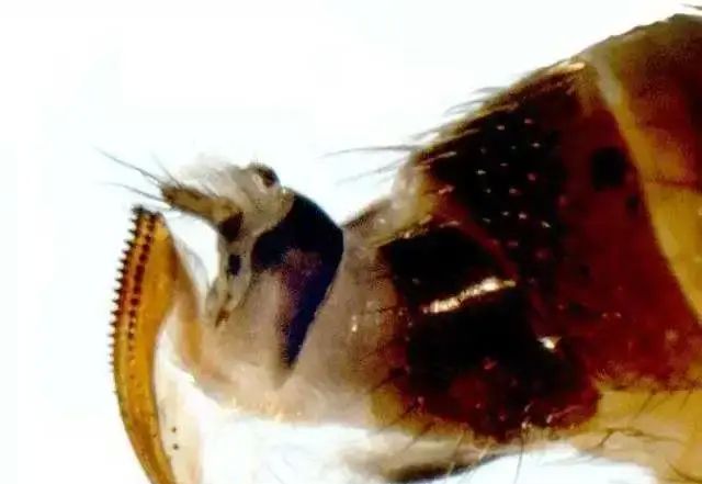 小虫大害，樱桃果蝇愈发猖獗，如何才能防住？