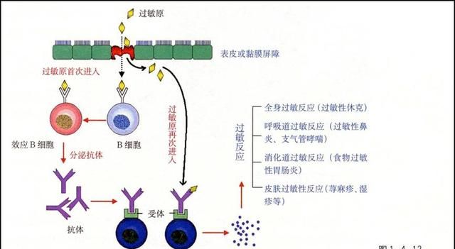 该添加辅食啦，过敏体质的宝宝怎么吃？儿科医生来支招，赶紧收藏