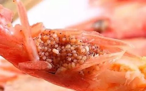 北极甜虾怎么做才好吃,冰冻北极甜虾正确吃法