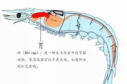 北极甜虾怎么做才好吃,冰冻北极甜虾正确吃法图2
