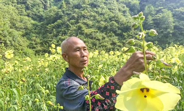 中平贵落村：小小黄蜀葵 开出致富花