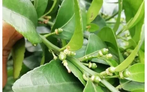 沙糖桔的夏梢与秋梢都有什么用处