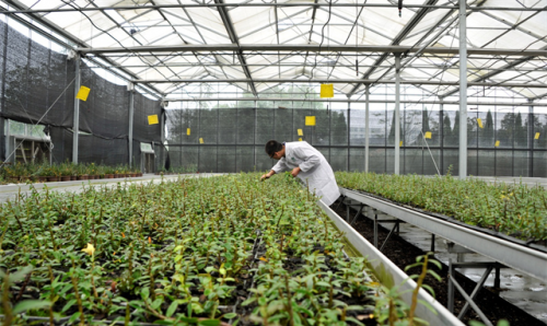 森山铁皮石斛栽培技术获省科技进步一等奖