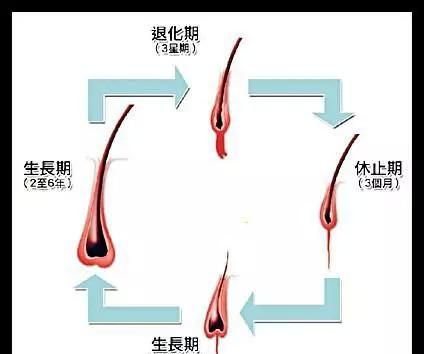 全都认为生姜能治疗脱发，结果专家说是骗人的