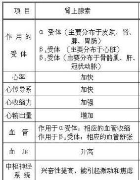 吃什么可以补充肾上腺素(女友为男友补充肾上腺素)图4