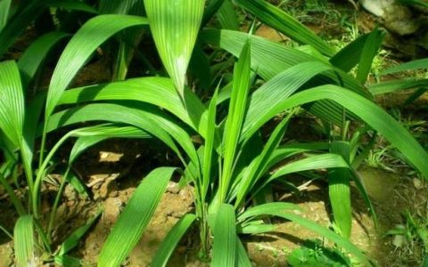 中药仙茅的功效(仙茅与附子功效区别)