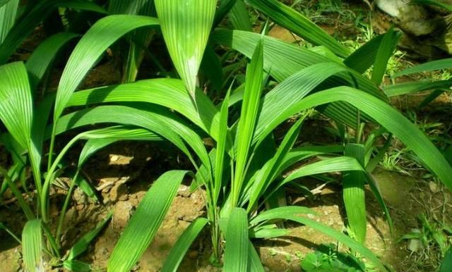 中药仙茅的功效(仙茅与附子功效区别)图1