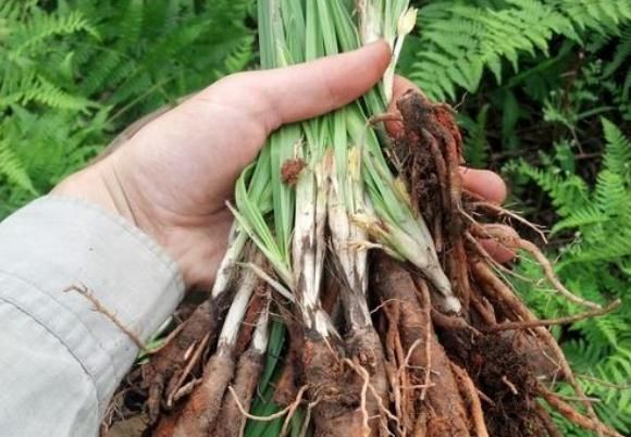 中药仙茅的功效(仙茅与附子功效区别)图2