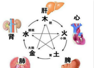 五脏和六腑是什么关系？