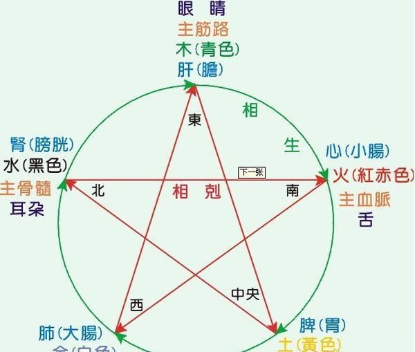 五脏和六腑是什么关系？