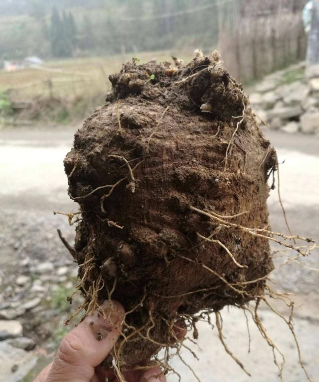 常被误认为是“野草”，殊不知是价值珍贵的“四叶参”，好好珍惜