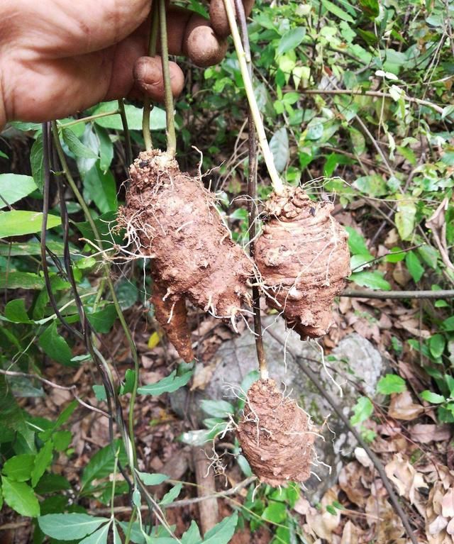 常被误认为是“野草”，殊不知是价值珍贵的“四叶参”，好好珍惜