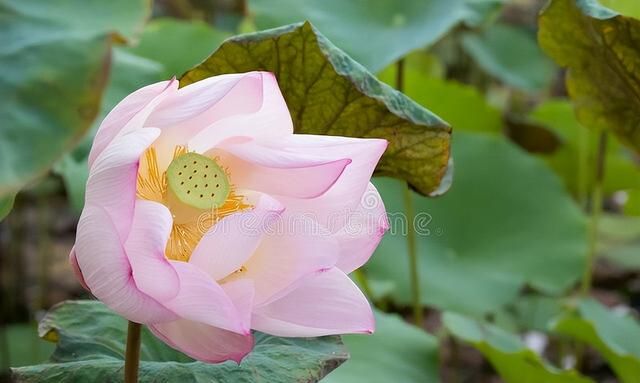 今日养生方 | 一“莲”多用！清热排湿还开胃，轻松度过三伏天