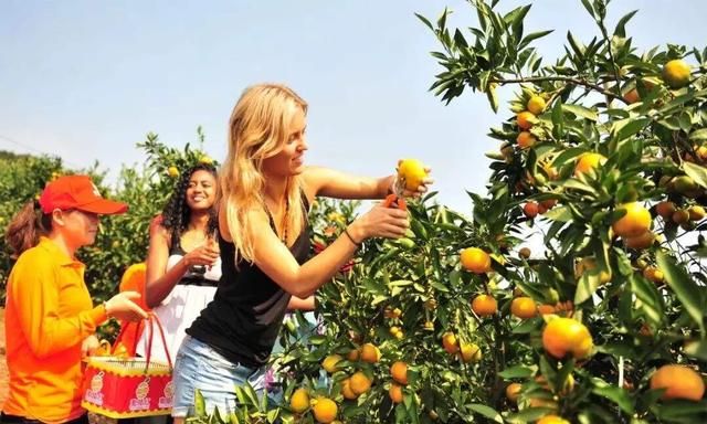 虾红素对柑橘的作用有哪些呢,虾红素对柑橘的副作用图2