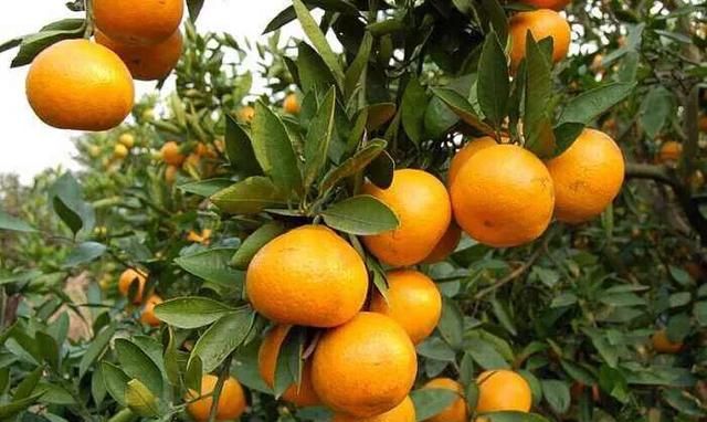 虾红素对柑橘的作用有哪些呢,虾红素对柑橘的副作用图5