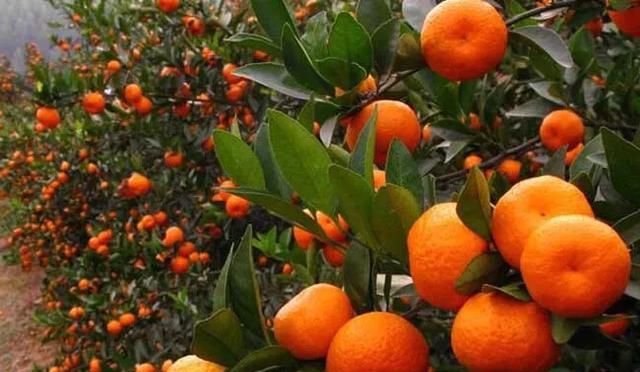 虾红素对柑橘的作用有哪些呢,虾红素对柑橘的副作用图9