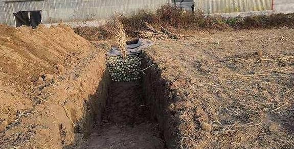 秋白萝卜什么时间收获最好(白萝卜丰收怎么保存)图2