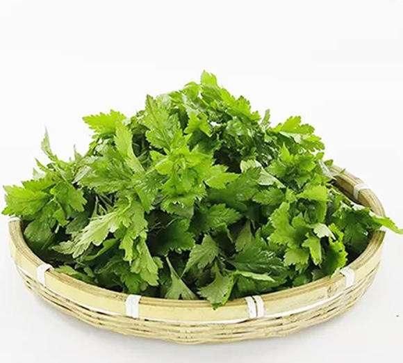 菊花脑的功效与作用及禁忌,菊花脑为什么叫菊花脑图2