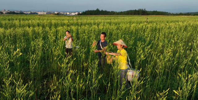 祁东黄花菜，历史赋予它厚重的文化价值