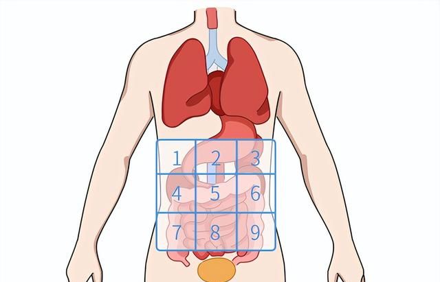 经常肚子痛，是怎么回事？一张“腹部地图”，9个部位一目了然