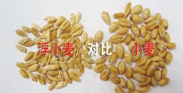 三七为何又叫金不换，山药改名是因为谁？趣说中药13种命名文化