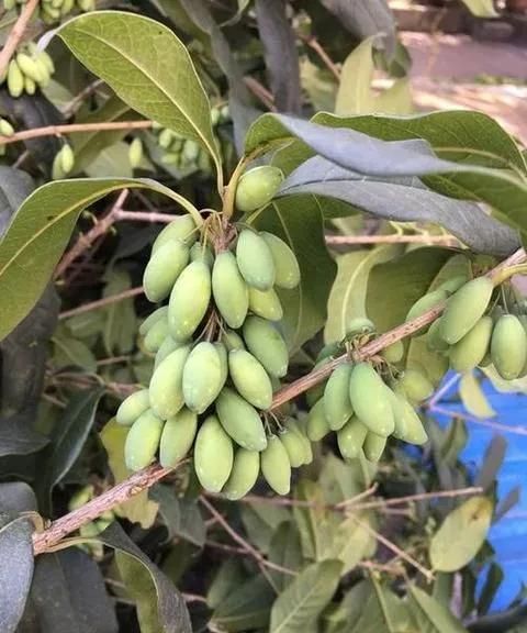 桂花树结的果到底有何用处呢,桂花树结的果有什么用途图8