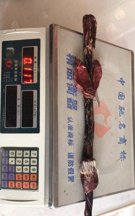 梅花鹿茸是梅花鹿的哪个部位(市场上的梅花鹿茸是真的梅花鹿)图2