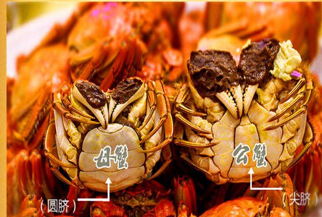 活煮螃蟹太残忍？英国科学家发现：螃蟹能感知疼痛，呼吁别活煮