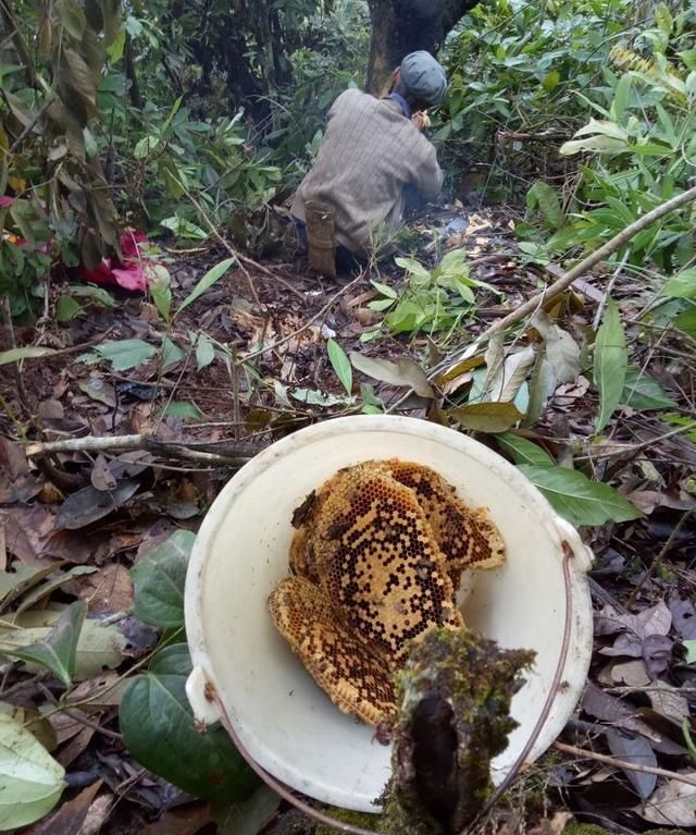 野生蜂蜜有哪些好处图2