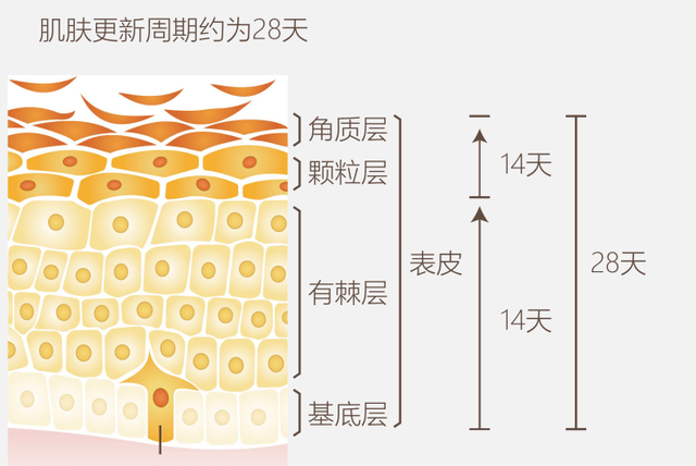 全身美白攻略！变美大作战