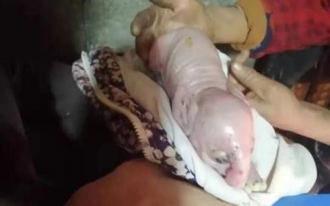 襄阳一村民家中母猪生下象宝宝(湖北襄阳长白母猪多少钱一头)