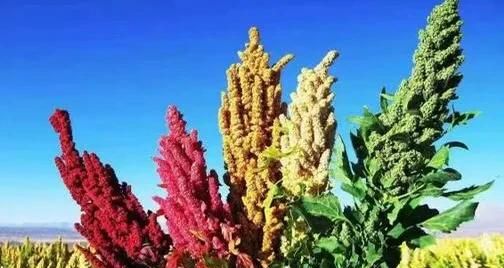 奎奴亚藜怎么种植图1