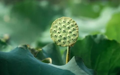 今年的三伏天气从什么时候开始,三伏最后一伏天气还会持续多久