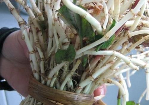 农村的鱼腥草有哪些吃法和用途呢图6