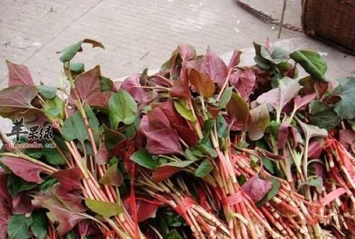 农村的鱼腥草有哪些吃法和用途呢图7
