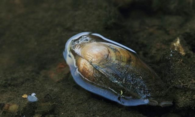 河蚌吃什么饲料，养殖河蚌对水质有什么要求，河蚌的养殖模式