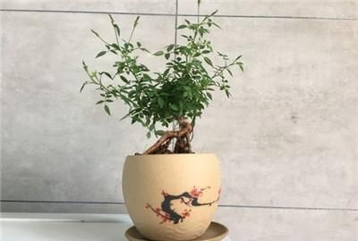 如何知道购买的盆栽月季是微型月季呢图3