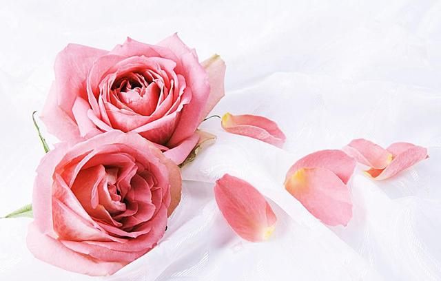 玫瑰花如何延长保存时间？内行人教你4个技巧，让花保鲜更久