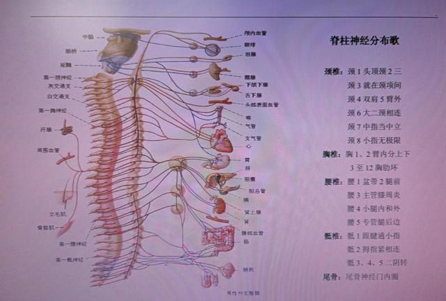 背俞穴