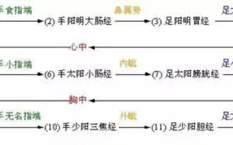 十二经脉的分布规律和表里关系