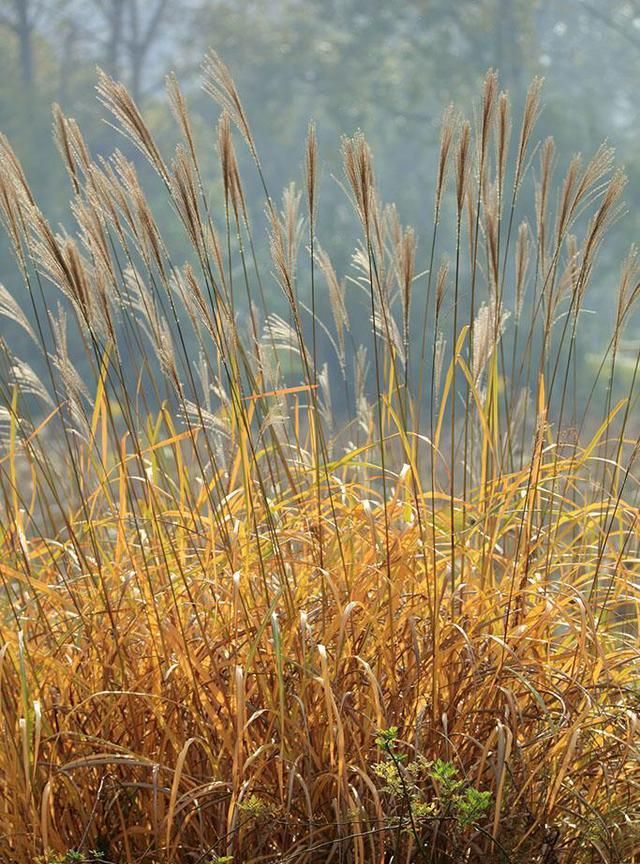 中药材芨芨草