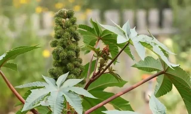 蓖麻：我国农村常见的一种植物，为何会被美国列为战略物资？