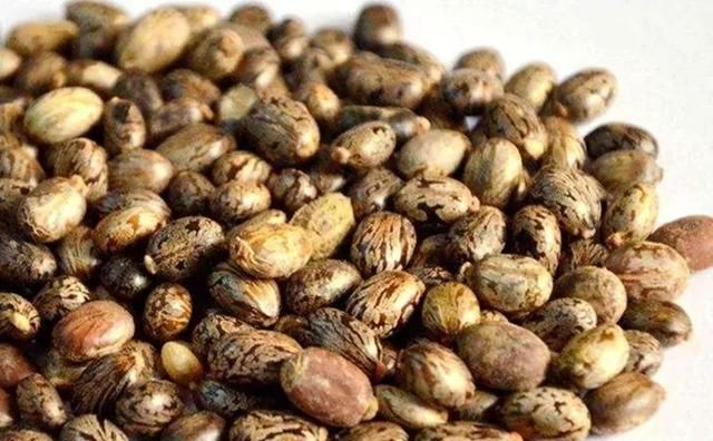 蓖麻：我国农村常见的一种植物，为何会被美国列为战略物资？