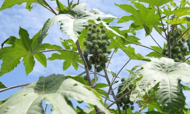 蓖麻：我国农村常见的一种植物，为何会被美国列为战略物资？