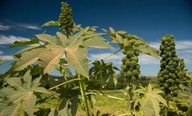 蓖麻：我国农村常见的一种植物，为何会被美国列为战略物资？
