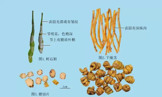 每日一味抗癌中药——石斛，常用于阴虚型肿瘤，对保护嗓子帮助大