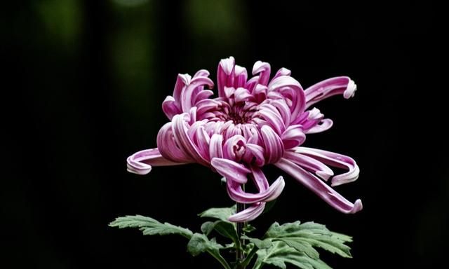 喜欢喝菊花茶的朋友，黄菊、白菊和野菊的不同功效您知道吗